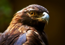 国内野外动物鸟类摄影专家--鸟类喙嘴摄影