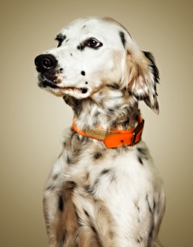 比利时Recent Works摄影师近期工程人物动物摄影