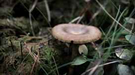 https://www.2008php.com/挪威Norwegian Fall秋季森林树枝结巴蘑菇植物微距近距摄影