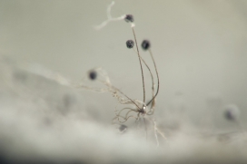 国外colony植物蒲公英近距微距图片