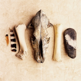 国外bones & feather一组动物尸骨组合图片