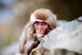 野生动物摄影师：Snow Monkeys of Hell Valley地狱谷雪猴子图片