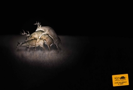 Johannesburg Zoo约翰内斯堡动物园广告：在夜间捕捉动物