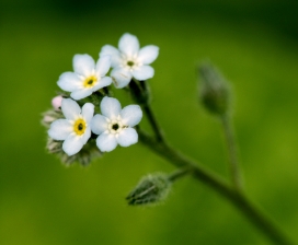 欧美Nature植物摄影