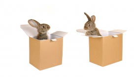 超高清晰动物之小白兔小灰兔子图片