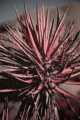 欧美MAGIC TREES by Leandro Sanchez植物微距摄影