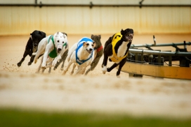 国外The Dogs狗比赛摄影