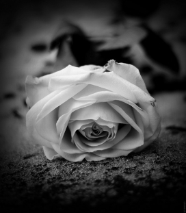 欧美Macro black white静物黑白摄影