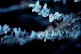 Supongamos花卉微距摄影