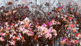 recursive tree树插画