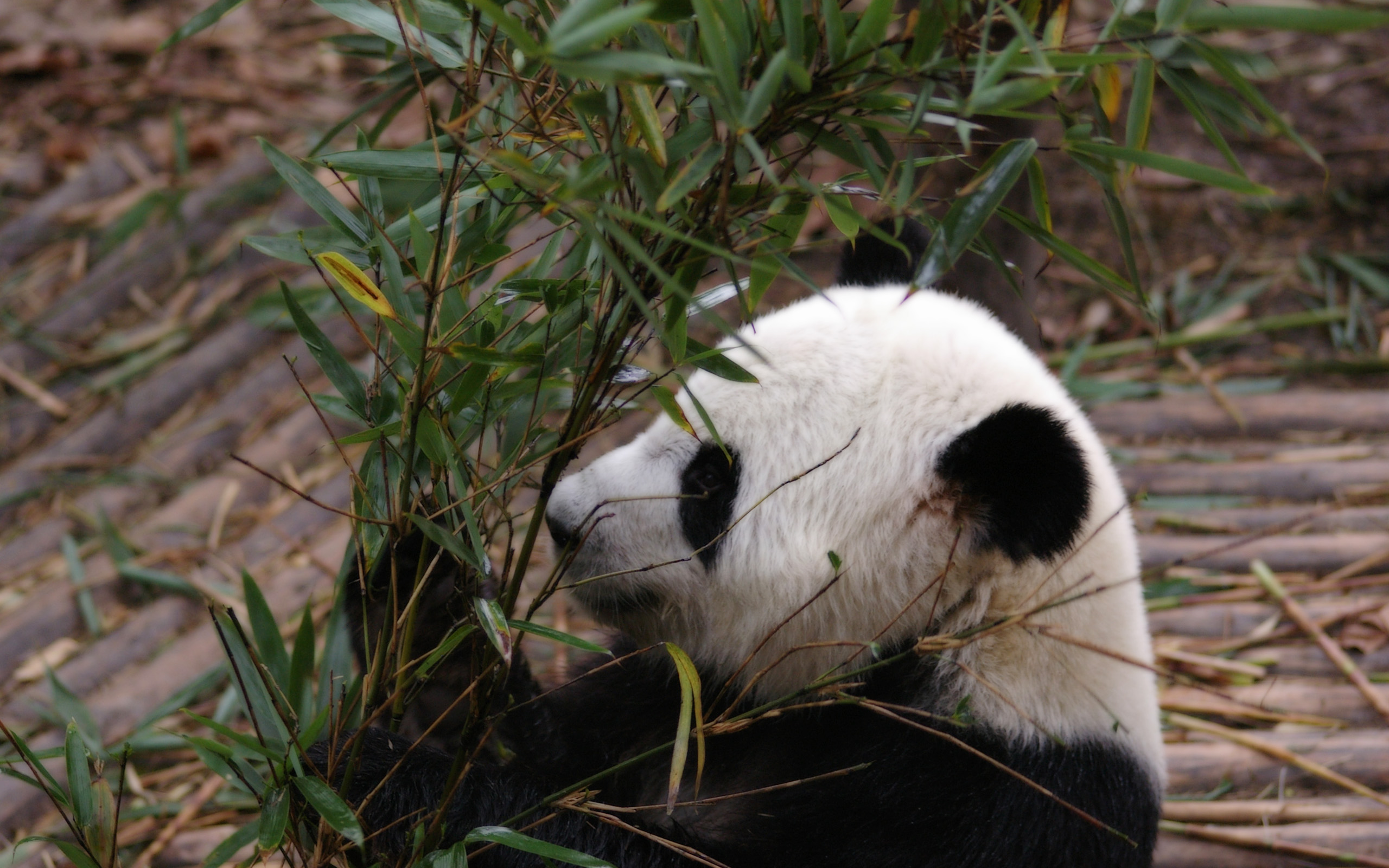 可爱的国宝熊猫呆萌微信头像图片大全 | 犀牛图片网