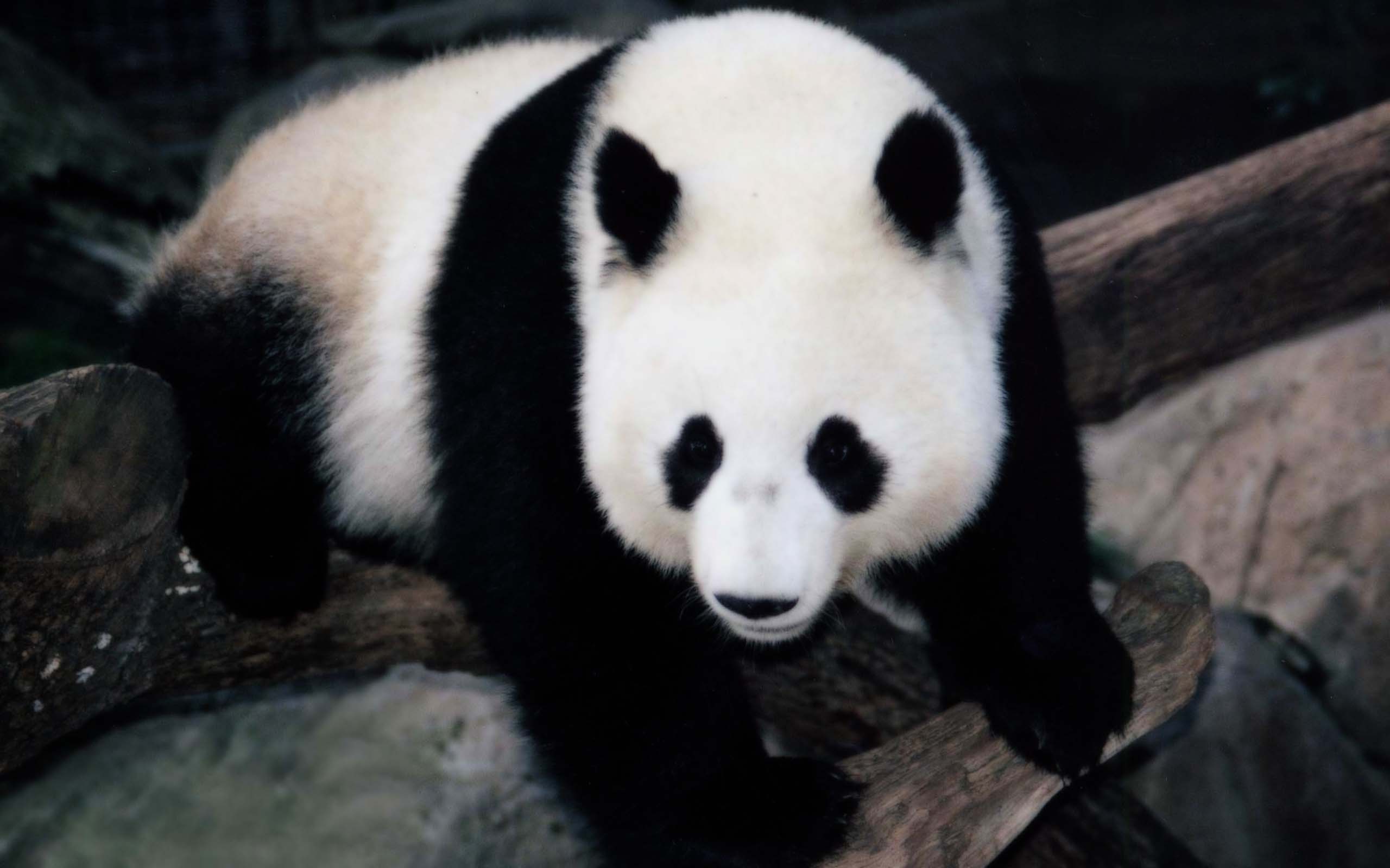 爱卖萌的国宝大熊猫可爱动物桌面壁纸 -桌面天下（Desktx.com）