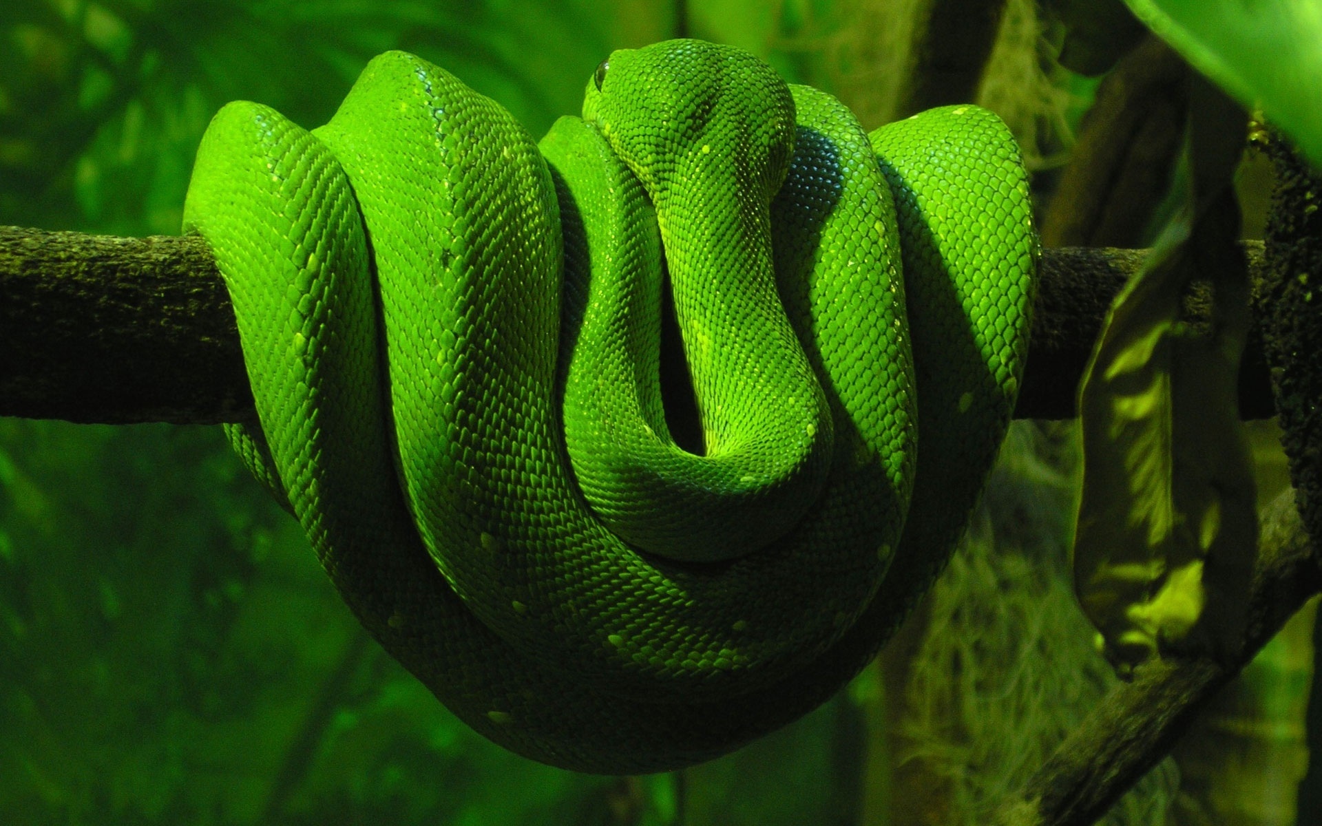 蛇的照片:蟒蛇吞下鳄鱼和其他动物…整个|生活科学万博苹果app2.0 - 万博登录,万博官方网站是什么