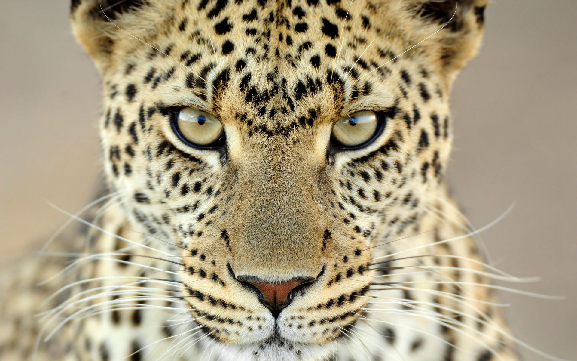 高清晰动物-雪豹子摄影图