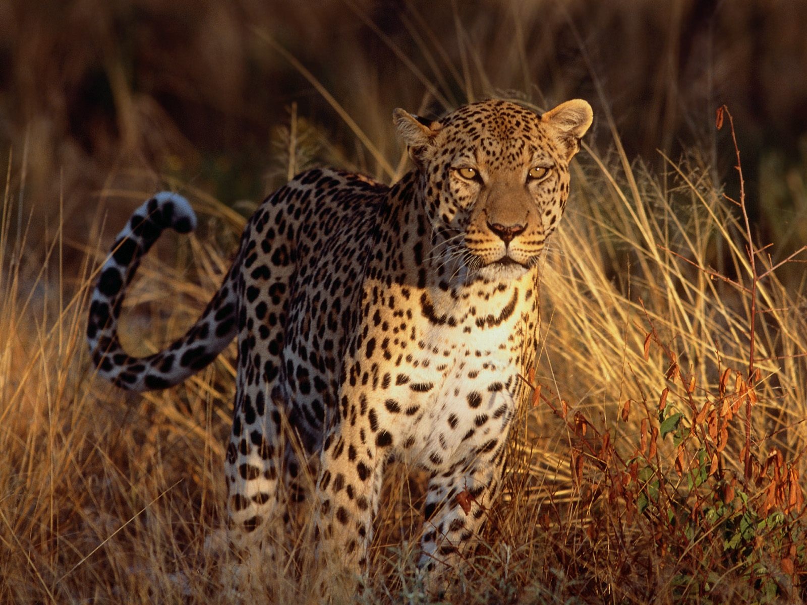 非洲豹子(豹属pardus)南非 库存照片. 图片 包括有 颊须, 茴香, 行走, 哺乳动物, 男性, 野生生物 - 37765396