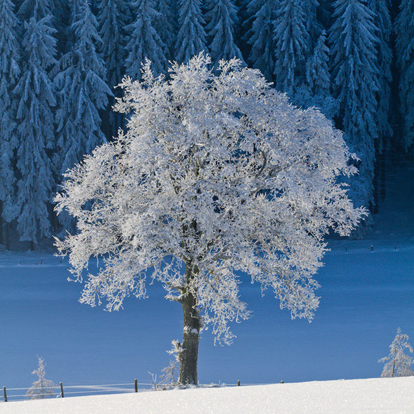 winter冬天雪景摄影