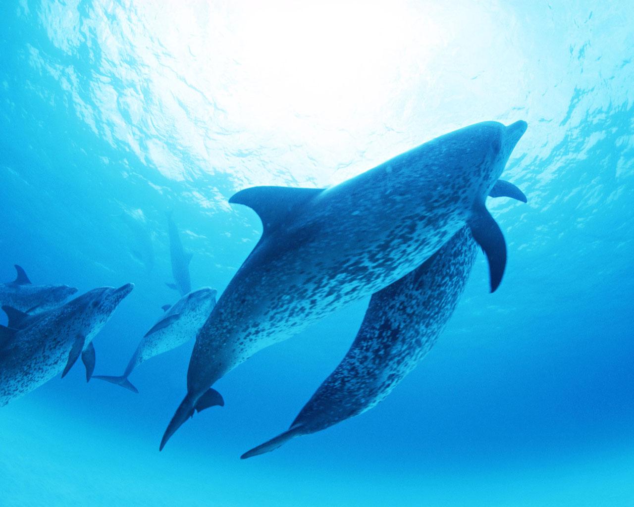蓝色海洋海豚素材下载