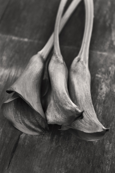 欧美INSCAPE SERIES - Textures黑白植物摄影欣赏-纹理纹路---酷图编号7