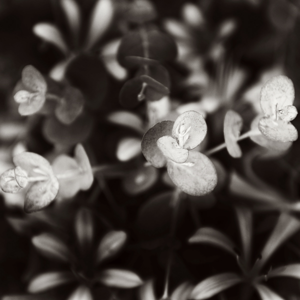 欧美INSCAPE SERIES - Textures黑白植物摄影欣赏-纹理纹路---酷图编号5