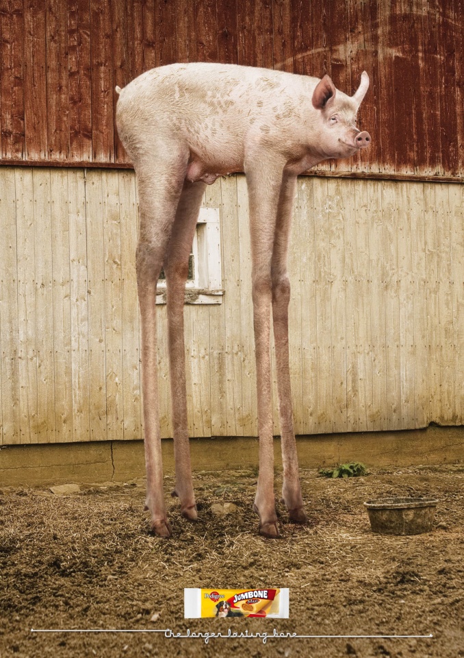 宝路宠物食品平面广告-持续长骨头---酷图编号2