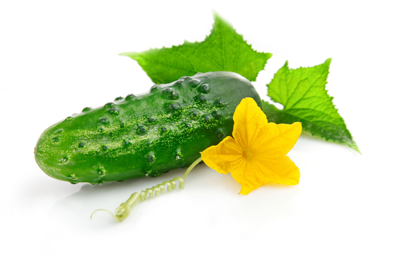 高清晰瓜果蔬菜杂粮摄影图---酷图编号9