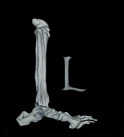 欧美2D Typography Projects鱿鱼字体---酷图编号2