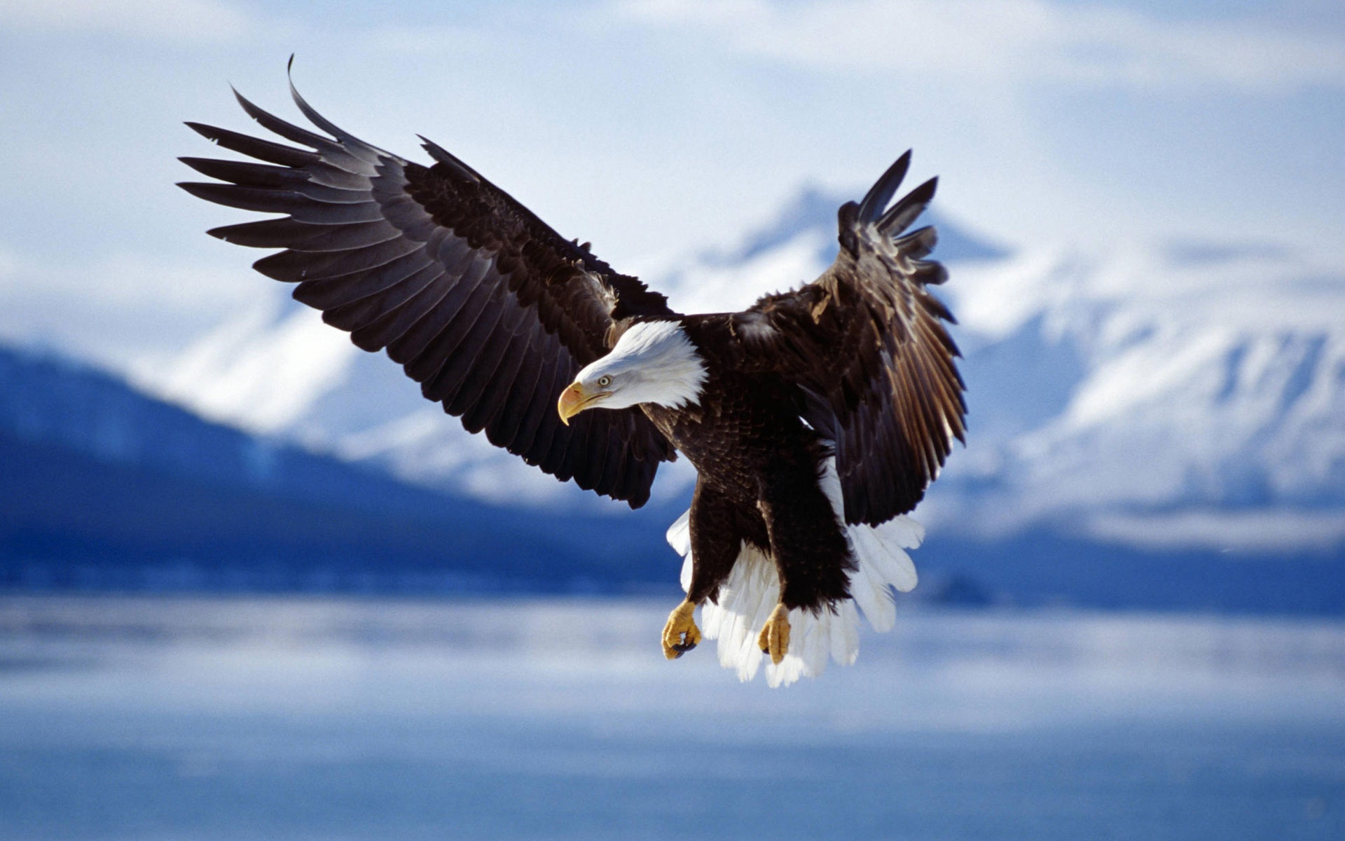 Eagle Flying HD Wallpapers - Top Những Hình Ảnh Đẹp