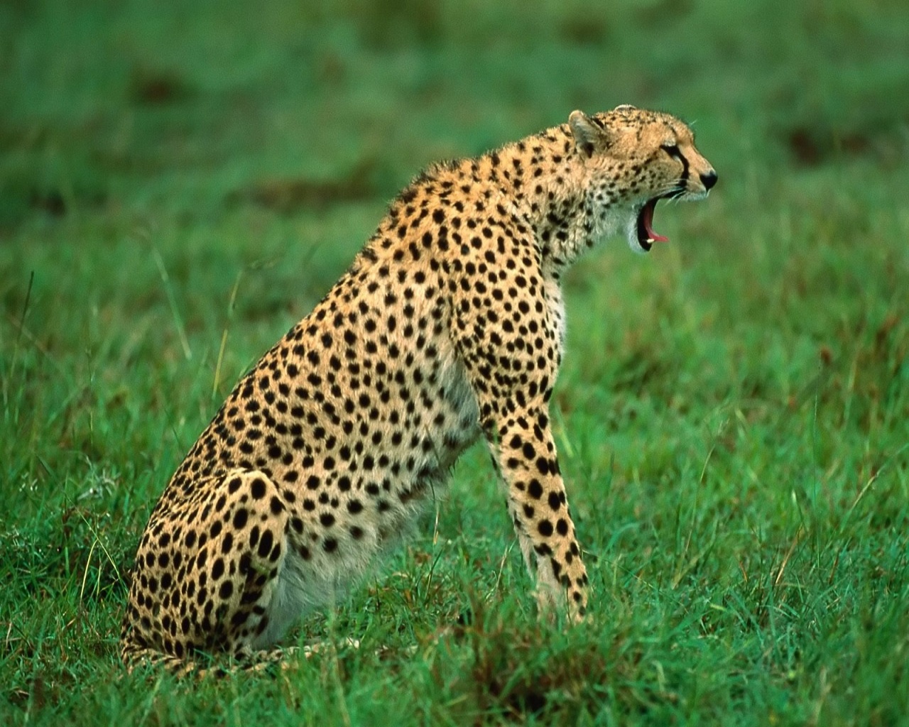 在一棵树上休息的非洲豹图片下载 - 觅知网