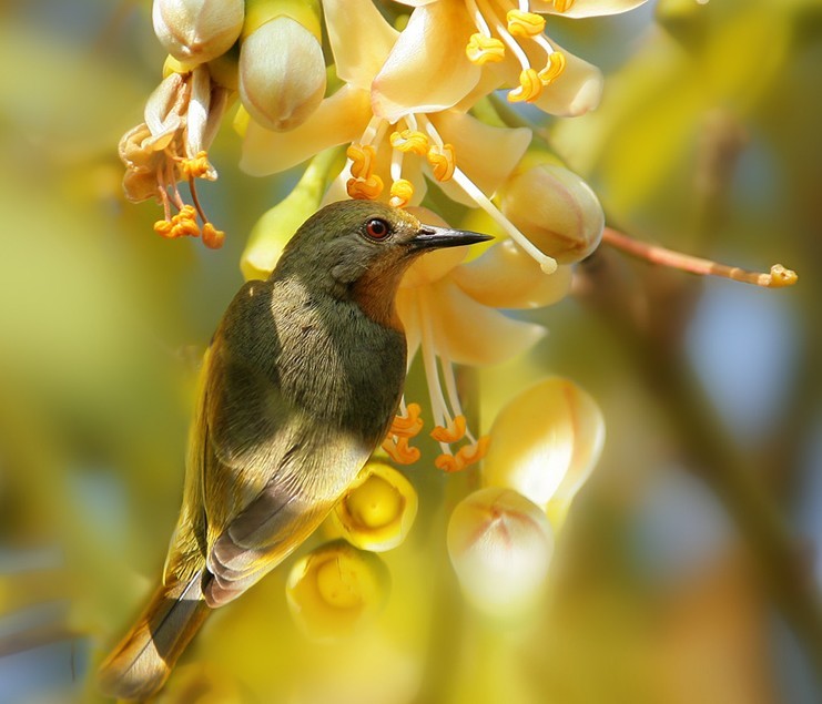 10个清新可爱的小动物-鸟摄影灵感---酷图编号9