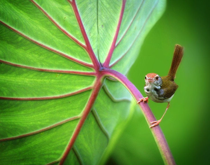 10个清新可爱的小动物-鸟摄影灵感---酷图编号7