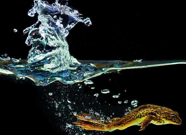 10个清新可爱的小动物-鸟摄影灵感---酷图编号5