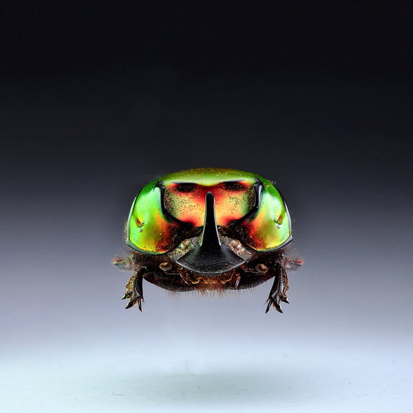 国外Prototype电子科技昆虫---酷图编号4