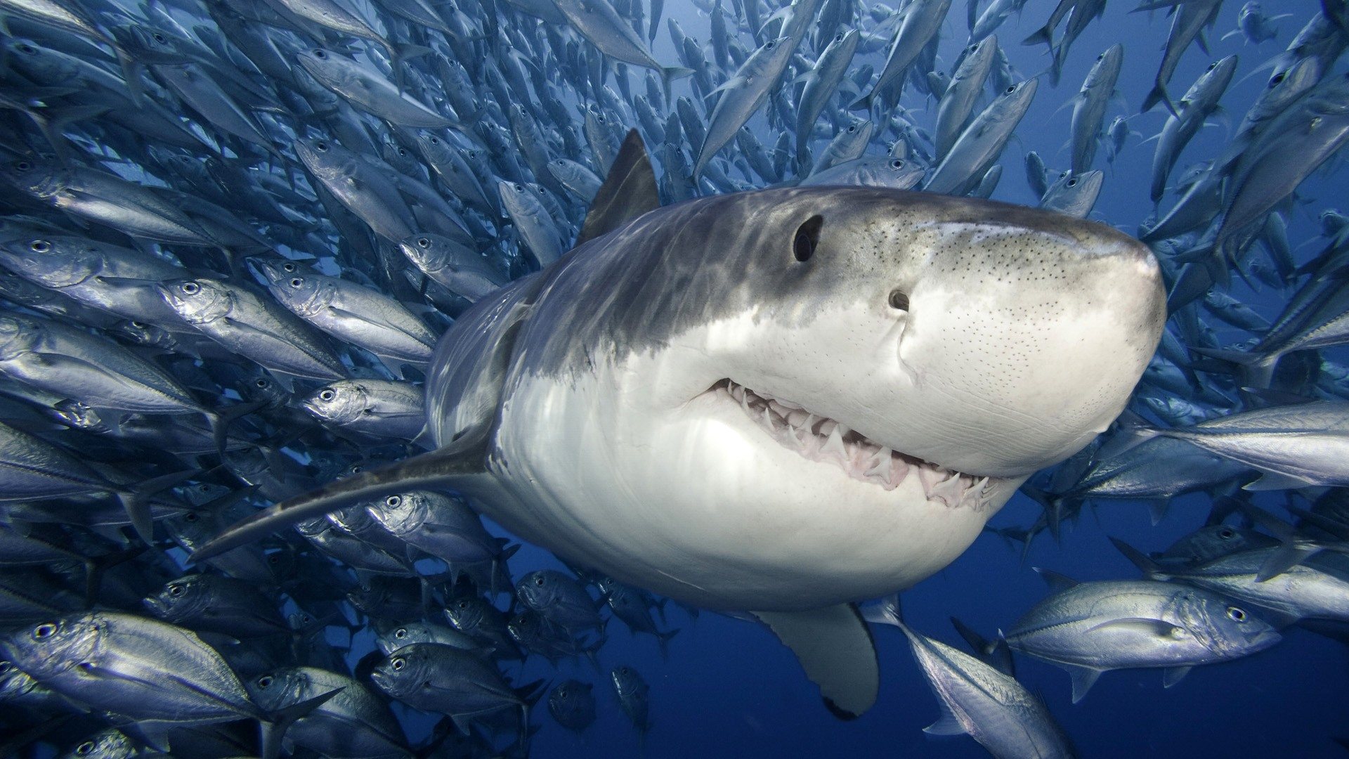 猛鲨进鱼缸：养鲨鱼和看鲨鱼的不完整指南 | 机核 GCORES
