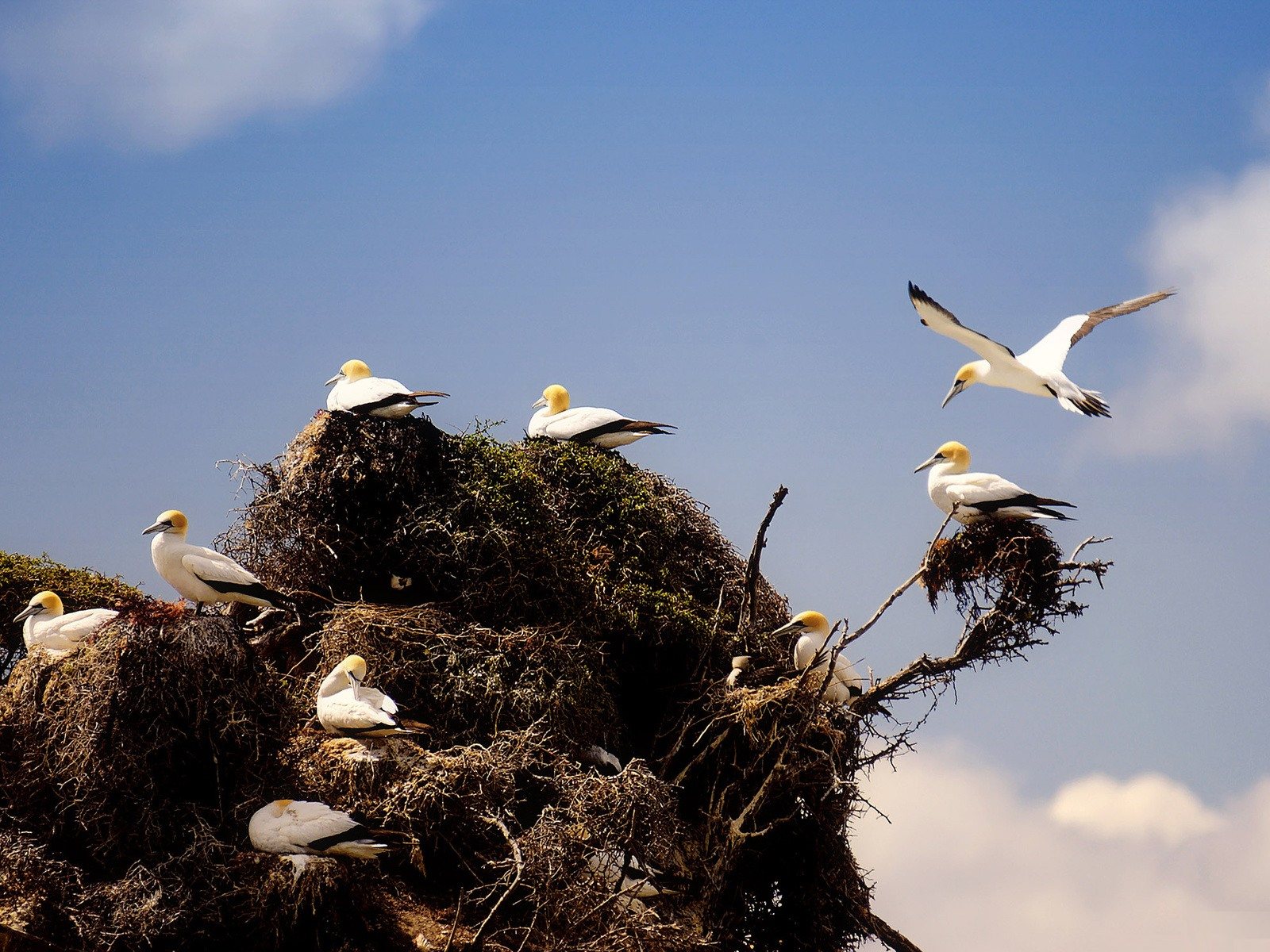 高清晰鸟类摄影壁纸---酷图编号6