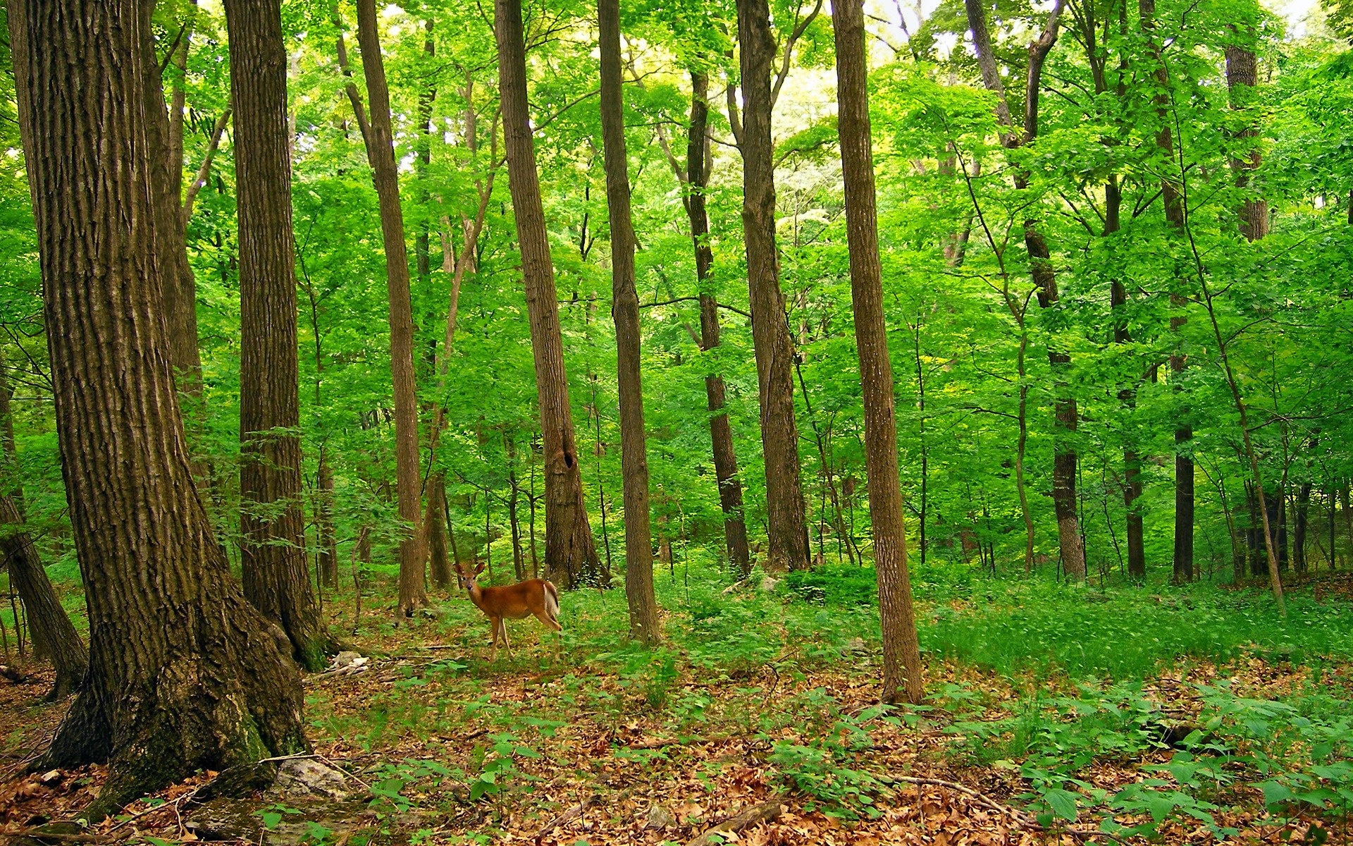 大自然绿色森林护眼风景壁纸|风景图片大全 大自然壁纸 - 知乎
