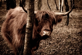 欧美Day of history一些历史记忆摄影图片