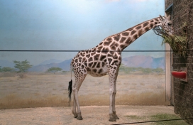 Some Old Stuff一些旧的东西