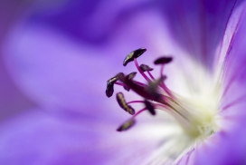 欧美Macro Life植物微距摄影欣赏