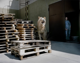 Untitled (Others...)动物和我在一起