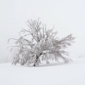 Winter冬天雪景摄影