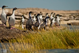 欧美野生动物摄影师：The Wild Image Project野生形象工程摄影