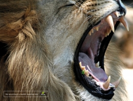 Florette健康饮食平面广告