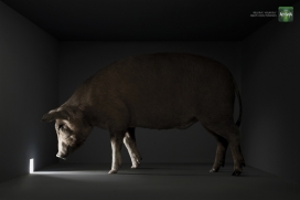 Activia动物产品平面广告