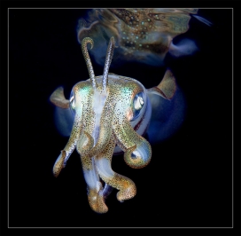 Underwater macro水下海洋生物摄影