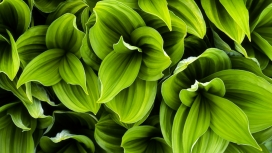 高清晰植物摄影图-叶子-绿草-花