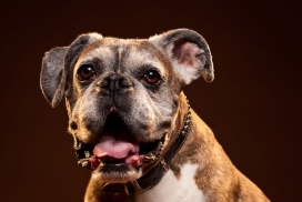 Pet Portraits宠物肖像