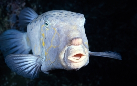 高清晰海洋生物-鱼类摄影