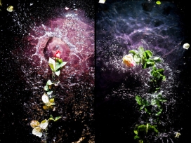 国外抓拍掉进水的花-FLORAE