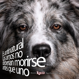 K-nino宠物狗粮平面广告