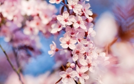 高清晰日本樱花摄影